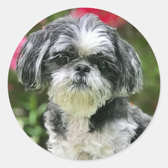 Stickers fille Shih Tzu (Devant)
