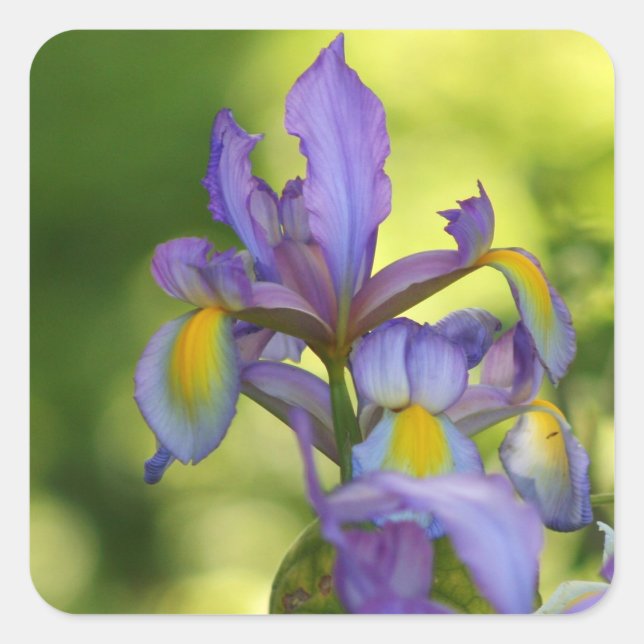 Stickers fleur Iris (Devant)