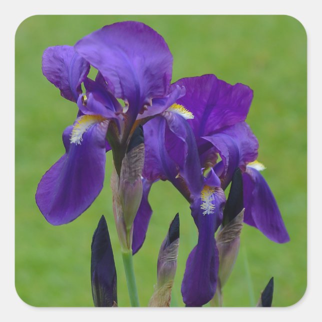 Stickers Fleur Iris Violet (Devant)