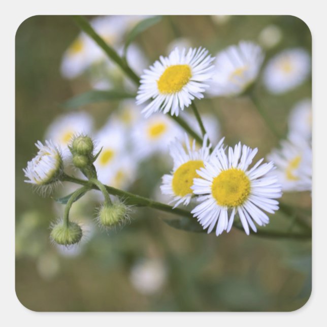 Stickers Fleur sauvage Daisy Fleabane (Devant)