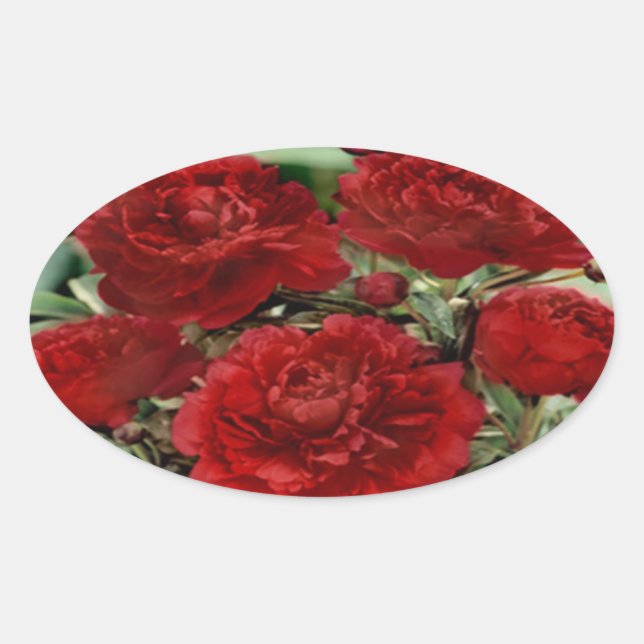 Stickers Fleurs de Carnation Rouge (Devant)
