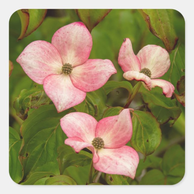 Stickers Fleurs de Dogwood (Devant)