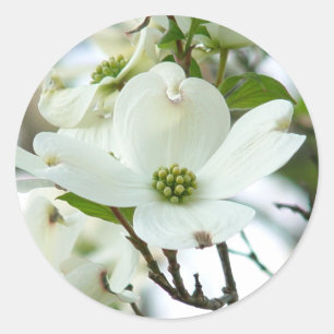 Stickers Fleurs de Dogwood Tree