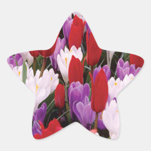Stickers Fleurs de Tulipes colorées
