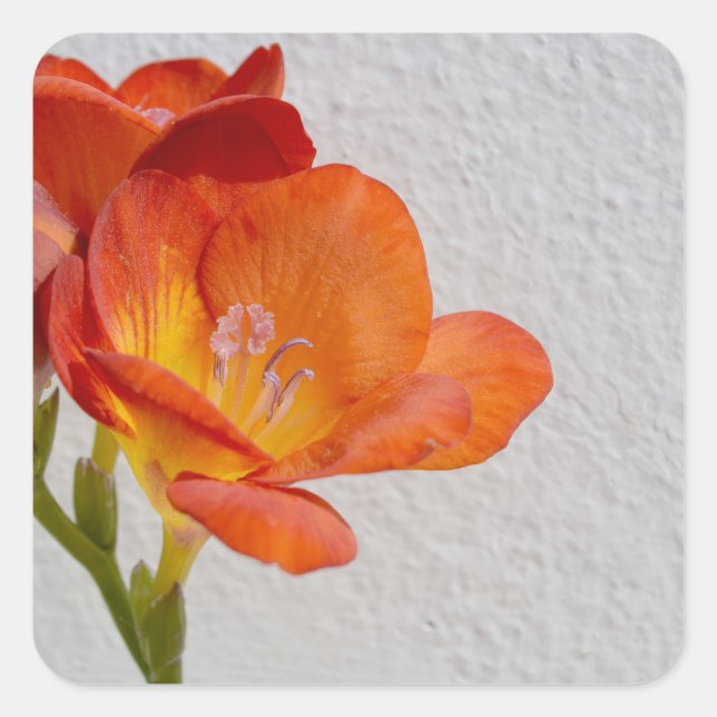 Stickers Fleurs Freesia avec Copyspace (Devant)