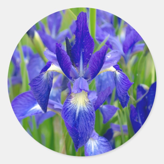 Stickers Fleurs Iris Bleus (Devant)