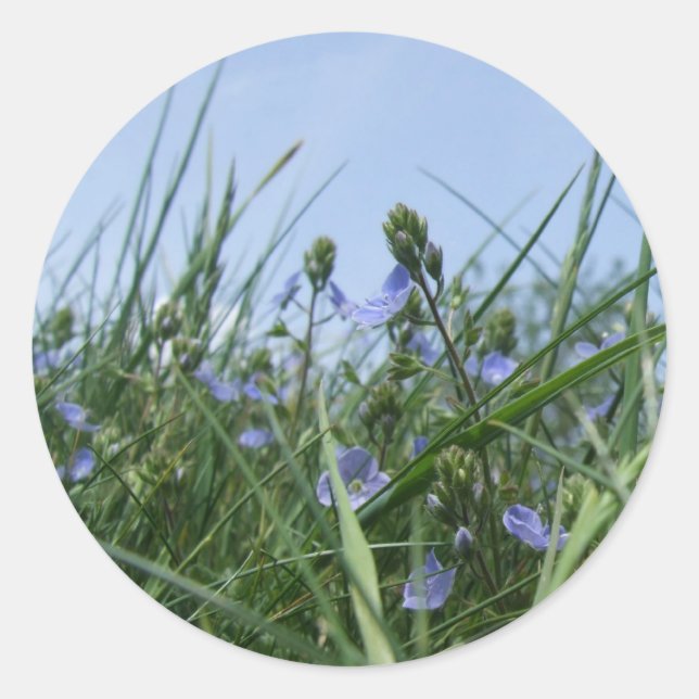 Stickers fleurs sauvages (Devant)