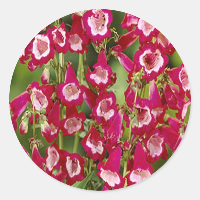 Stickers Fleurs Snapdragon (Devant)