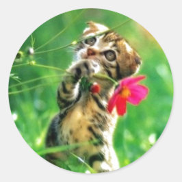 Stickers forme cercle Kitten