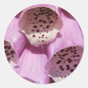 Stickers Foxglove