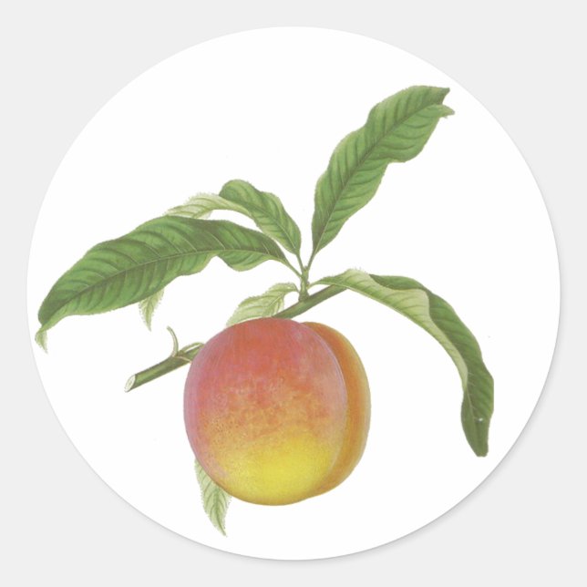 Stickers Fruit vintages (Devant)