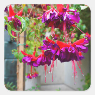 Stickers Fuchsia #1 rouge et violet