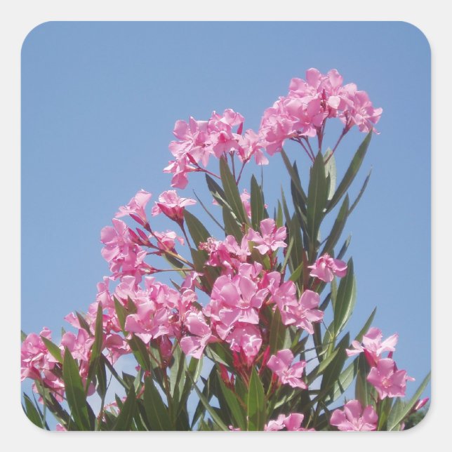 Stickers für Oleander-Blume (Vorderseite)