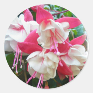 Stickers Fuschia rose et blanc