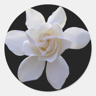 Stickers - Gardenia auf schwarz