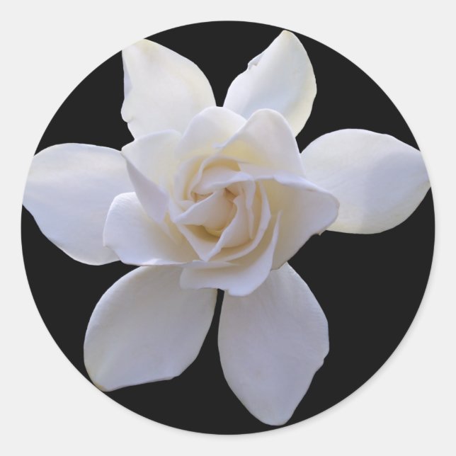 Stickers - Gardenia auf schwarz (Vorderseite)