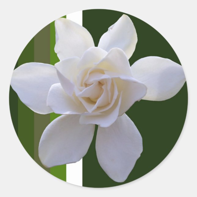 Stickers - Gardenia auf Streifen (Vorderseite)