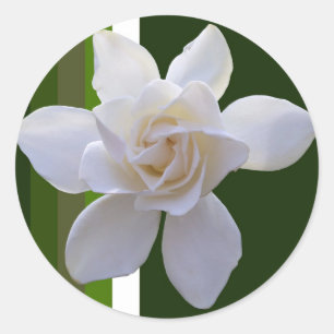 Stickers - Gardenia sur les bandes