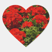 Stickers Geraniums rouges