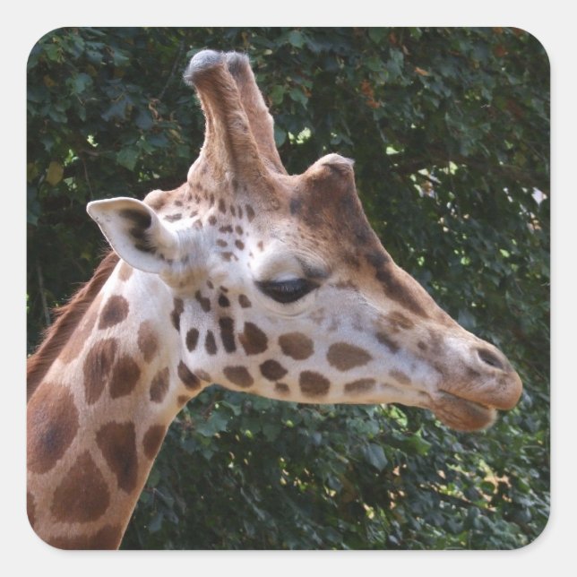 Stickers Giraffe (Devant)