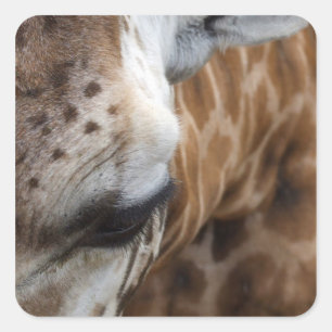 Stickers Giraffe