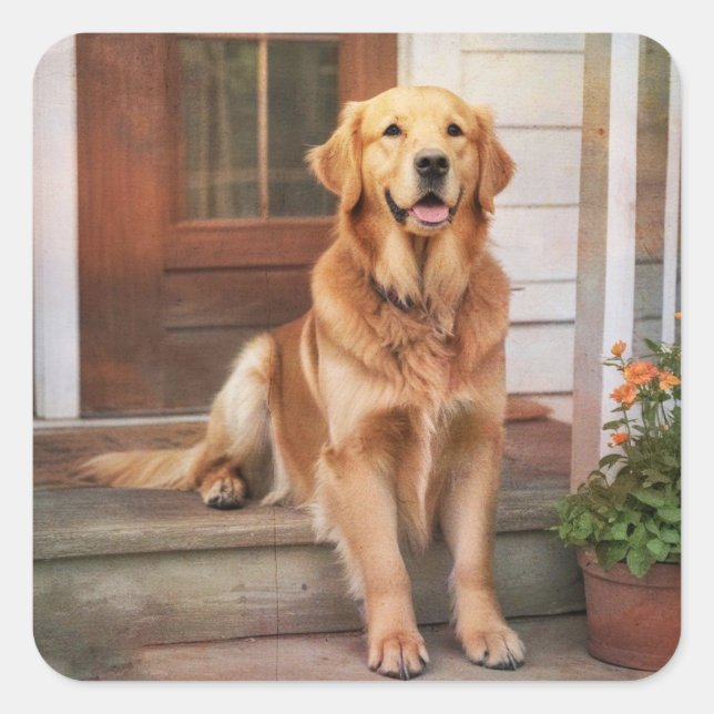 Stickers Golden Retriever (Devant)