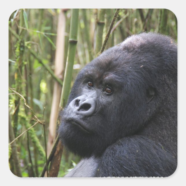 Stickers Gorilla Lowland (Devant)
