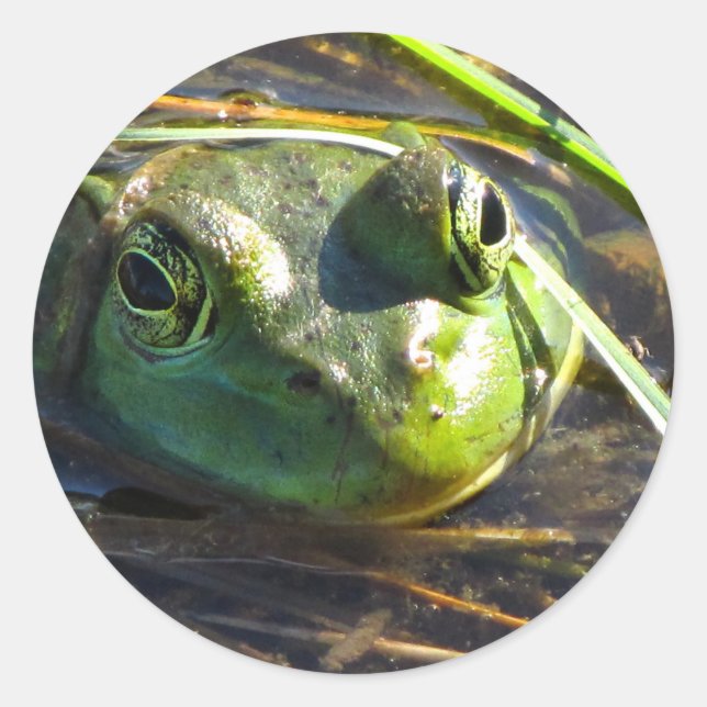 Stickers Grenouille taureau (Devant)