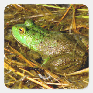 Stickers Grenouille taureau