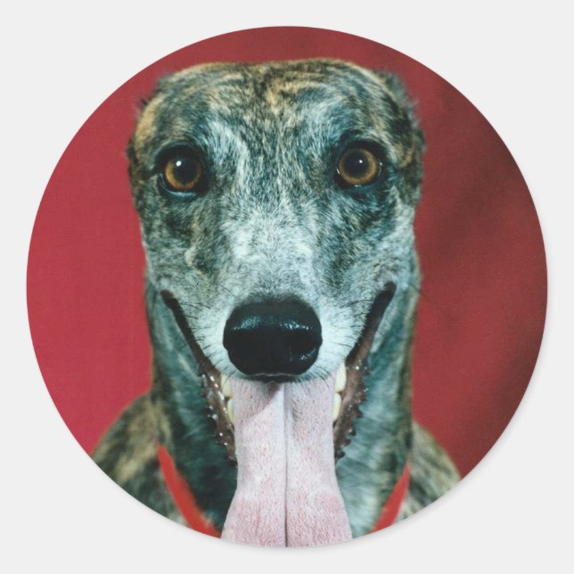 STICKERS Greyhound Sticker Hundeliebhaber (Vorderseite)