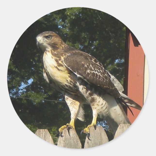 Stickers Hawk (Devant)