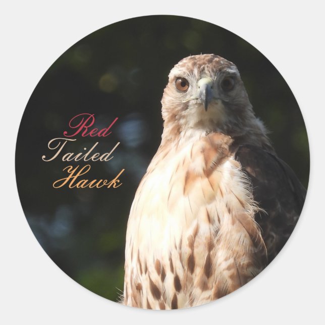 Stickers Hawk Red Tail (Devant)