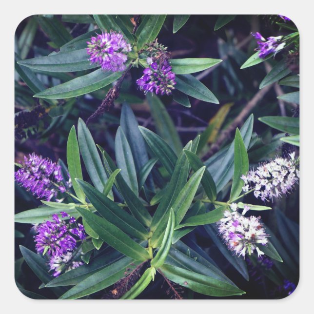 Stickers Hebe Mauve Doigts (Devant)