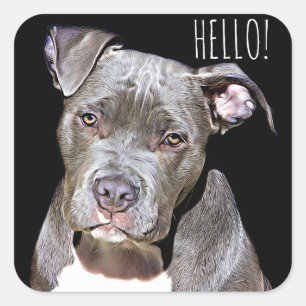 Stickers HELLO chien taureau mou