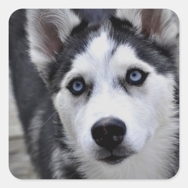 Stickers Husky Puppy (Devant)