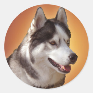 Stickers Husky Siberian Husky Stickers Malamute