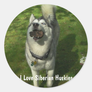 Stickers Husky Sibérien