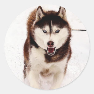 Stickers Husky Sibérien