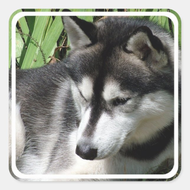 Stickers Husky Sibérien (Devant)
