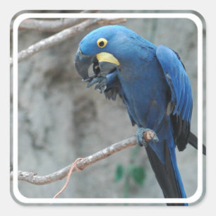 Stickers Hyacinth Macaw