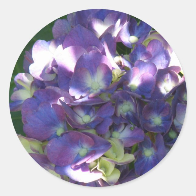 Stickers Hydrangea (Devant)