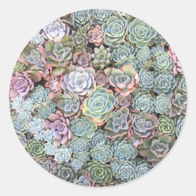Stickers Jardin Succulent (Devant)