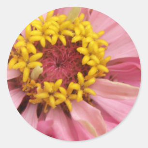 Stickers Joli rose Zinnia