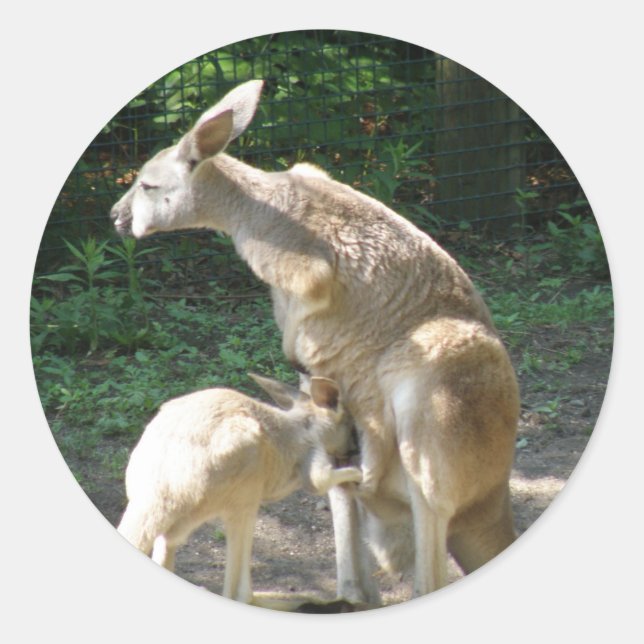 Stickers Kangaroo Joey (Devant)