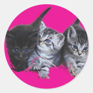 Stickers Katzenliebhaber