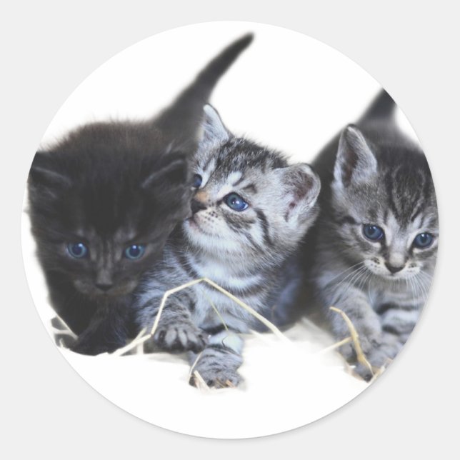 Stickers Katzenliebhaber (Vorderseite)