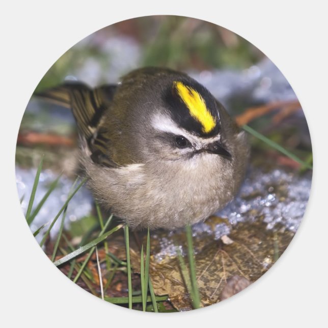Stickers Kinglet couronné d'or (Devant)