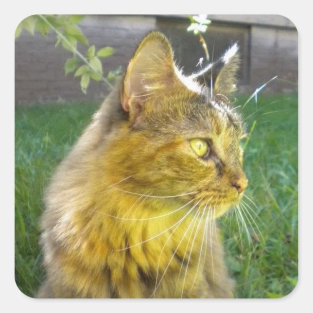 Stickers Kitty précieux (Devant)