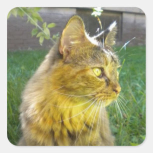 Stickers Kitty précieux