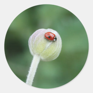 Stickers Lady Bird